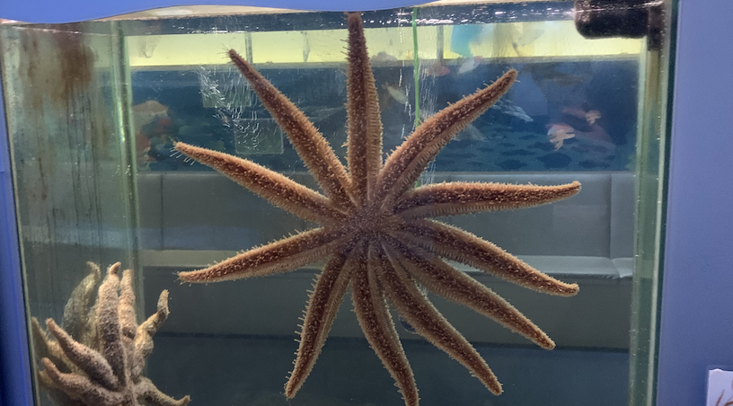 Starfish in a fish tank